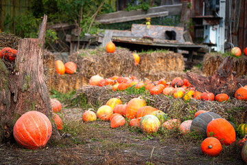 A festive Thanksgiving and Halloween scene featuring a variety of pumpkins on hay bales at a farm...
