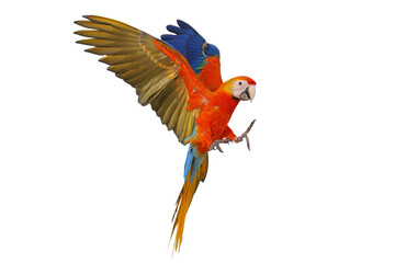 Colorful flying Camelot Macaw parrot isolated on transparent background png file
