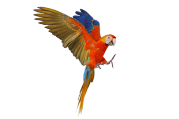 Colorful flying Camelot Macaw parrot isolated on transparent background png file