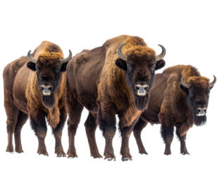 Three American Bison Standing Together on a White Background in a Studio Environment