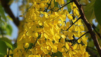 Golden shower tree in bloom with beautiful yellow flowers