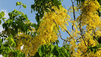 Golden shower tree in bloom with beautiful yellow flowers