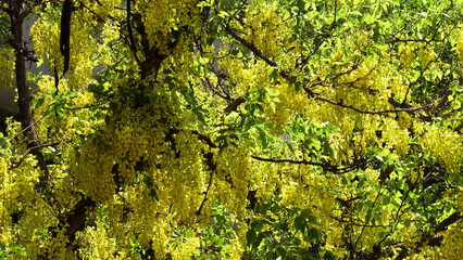 Golden shower tree in bloom with beautiful yellow flowers