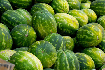 A vibrant close-up captures a plentiful display of freshly harvested watermelons, showcasing their characteristic green and yellow striped rinds, ready for a refreshing summer enjoyment