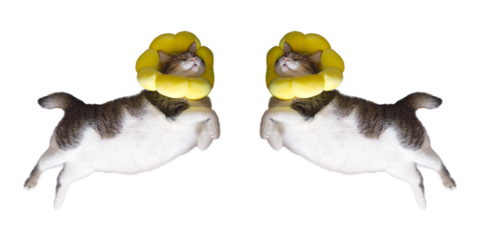 Surreal Recovery, Funny Twin Cats Flying in Flower E-Collars.