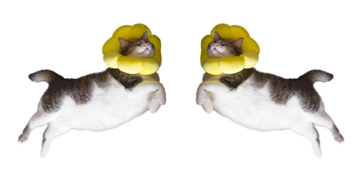 Surreal Recovery, Funny Twin Cats Flying in Flower E-Collars.