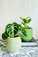 Two young indoor plants anthurium hybrid and philodendron Birkin in green ceramic pots on a light...