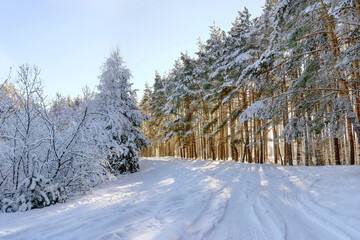 Winter landscape with snow-covered trees and sunny forest