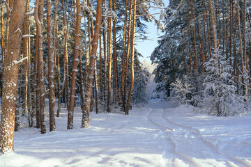 Naklejka premium Winding snowy road in winter sunny forest