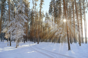 Beautiful winter forest on a sunny frosty day, the concept of a warm and cozy winter