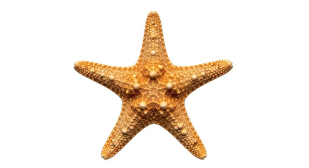 Isolated Starfish