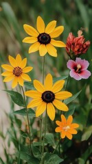 Colorful Wildflowers In Garden
