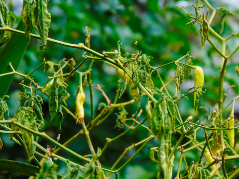 Chili pepper plante is infected by fusarium wilt 
