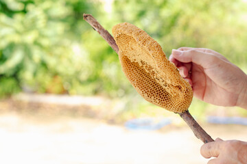 The honeycomb is a natural masterpiece of geometric precision, crafted by bees with remarkable...