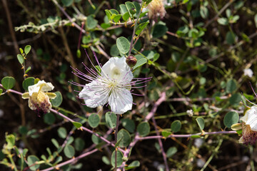 Capparis spinosa, the caper bush, also called Flinders rose, a perennial plant that bears rounded,...