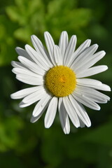 Obraz premium A lovely daisy is blossoming in nature in bright and sunny summer day.