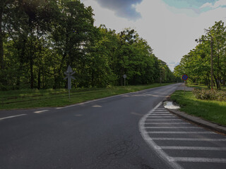 Asphalt road, no cars, green trees on the sides