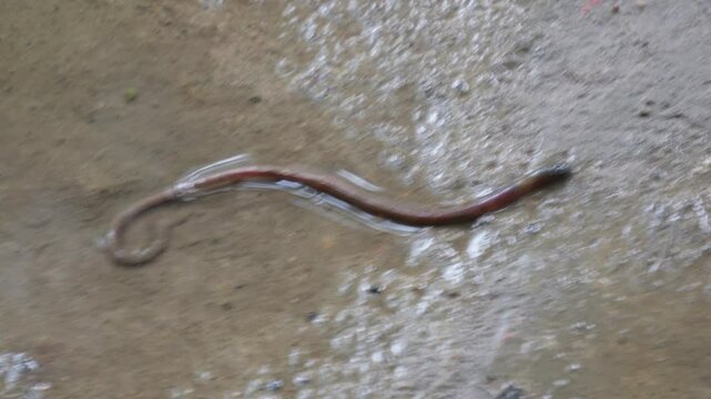 earthworm, Eisenia fetida, commonly known as a red wiggler or manure worm in closeup