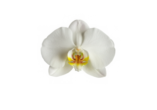 Elegant white orchid bloom with striking yellow and red details isolated on black background.