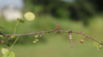 A brown cocoon hangs on a tree branch in the forest of East Java, Indonesia