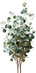 Silver Dollar Eucalyptus Branches Green and Gray Foliage on White
