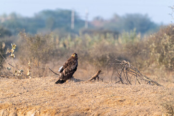A tawny eagle perched on top of a tree inside Jorbeer vulture conservation area on the outskirts of Bikaner city