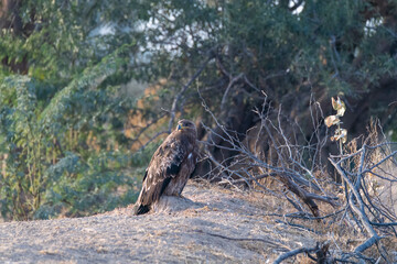 A tawny eagle perched on top of a tree inside Jorbeer vulture conservation area on the outskirts of...