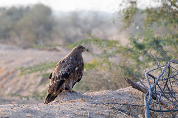 A tawny eagle perched on top of a tree inside Jorbeer vulture conservation area on the outskirts of Bikaner city