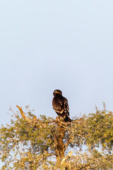 A tawny eagle perched on top of a tree inside Jorbeer vulture conservation area on the outskirts of Bikaner city