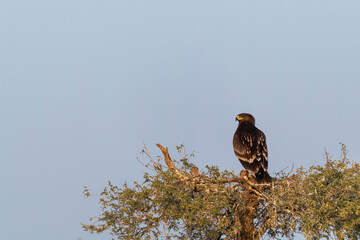 A tawny eagle perched on top of a tree inside Jorbeer vulture conservation area on the outskirts of Bikaner city