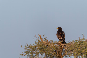A tawny eagle perched on top of a tree inside Jorbeer vulture conservation area on the outskirts of Bikaner city