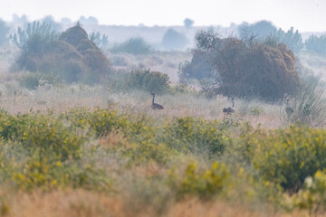 A great Indian Bustard feeding on the ground in the grasslands deep interior desert national park on the outskirts of Jaisalmer, Rajasthan