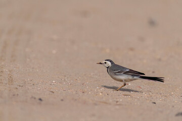 A white wagtail walking on the ground inside Desert National Park on the outskirts of Jaisalmer in Rajasthan