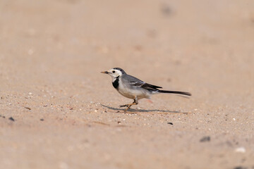 A white wagtail walking on the ground inside Desert National Park on the outskirts of Jaisalmer in Rajasthan
