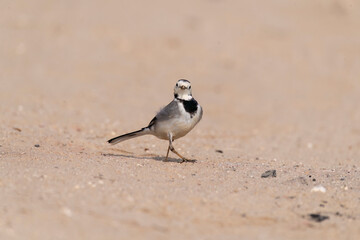 A white wagtail walking on the ground inside Desert National Park on the outskirts of Jaisalmer in Rajasthan