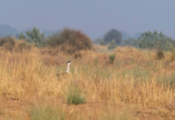 Fototapeta premium A great Indian Bustard feeding on the ground in the grasslands deep interior desert national park on the outskirts of Jaisalmer, Rajasthan