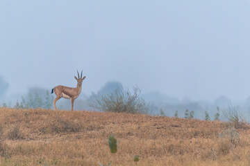 A blackbuck grazing on the ground on the outskirts of Bikaner town