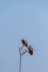 Himalayan Griffons perched on a top of a tree inside Jorbeer vulture conservation area on the outskirts of Bikaner