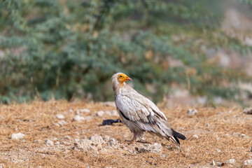 An Egyptian vulture perched inside Jorbeer vulture conservation reserve on the outskirts of Bikaner