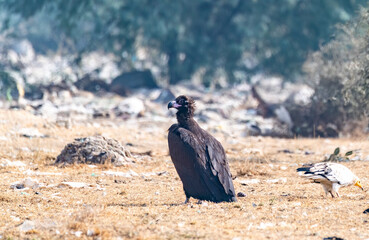 A Cinereous Vulture feeding on a carcass inside Jorbeer vulture conservation area on the outskirts...