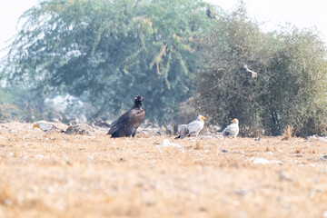 A Cinereous Vulture feeding on a carcass inside Jorbeer vulture conservation area on the outskirts of Bikaner
