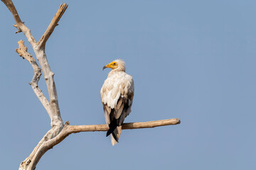 An Egyptian vulture perched inside Jorbeer vulture conservation reserve on the outskirts of Bikaner