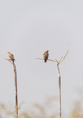 A tawny eagle and an imperial eagle perched on top of a tree branch inside Jorbeer Vulture...