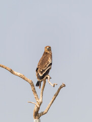 A tawny eagle perched on top of a tree inside Jorbeer vulture conservation area on the outskirts of Bikaner city