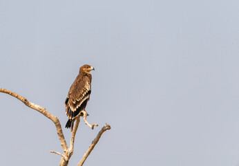 A tawny eagle perched on top of a tree inside Jorbeer vulture conservation area on the outskirts of Bikaner city