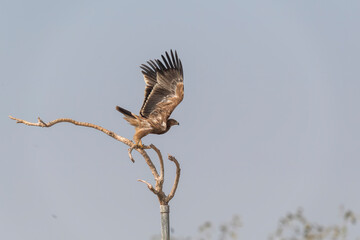 A tawny eagle perched on top of a tree inside Jorbeer vulture conservation area on the outskirts of Bikaner city