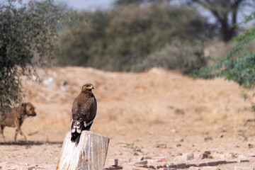 A tawny eagle perched on top of a tree inside Jorbeer vulture conservation area on the outskirts of Bikaner city