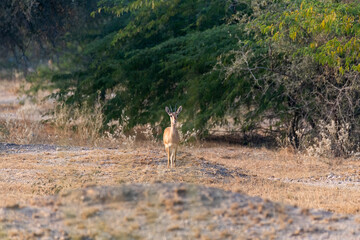 A blackbuck grazing on the ground on the outskirts of Bikaner town