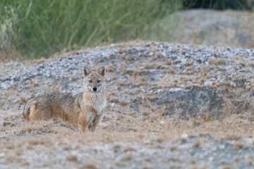 An Indian Jackal walking through the bushes and desert place on the outskirts of Bikaner in Rajasthan