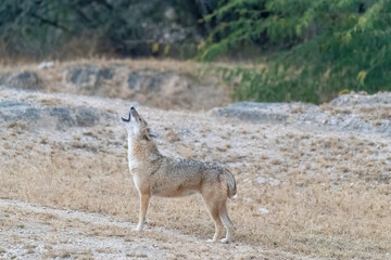 An Indian Jackal walking through the bushes and desert place on the outskirts of Bikaner in Rajasthan